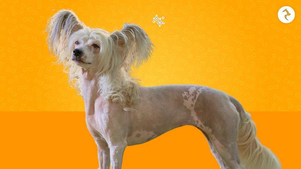 Chinese Crested