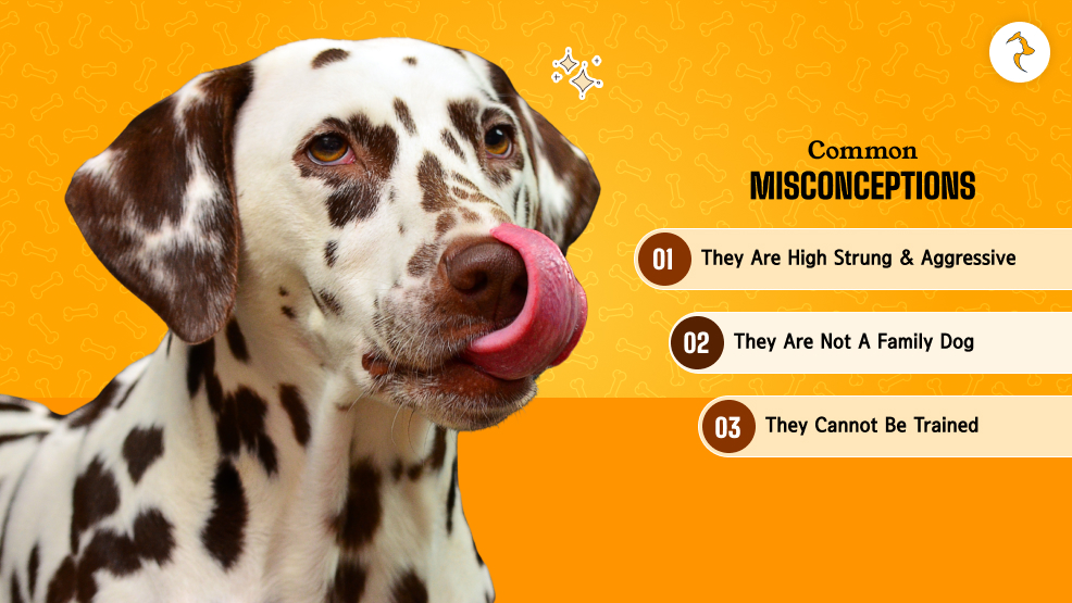 Common Misconceptions About The Breed