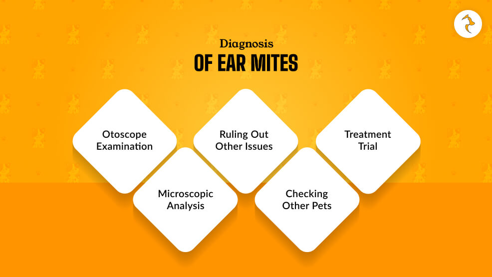 Diagnosis Of Ear Mites
