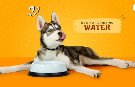 Dog Not Drinking Water