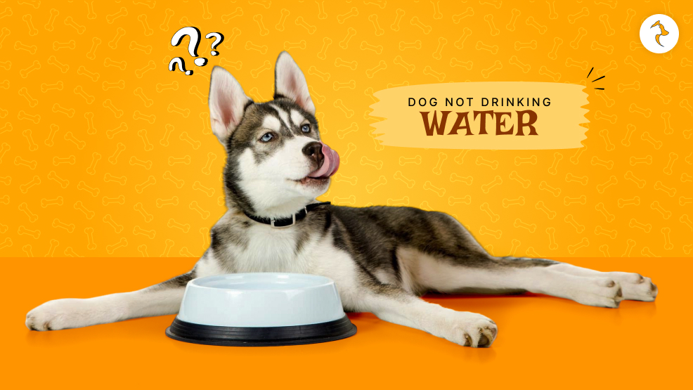 Dog Not Drinking Water