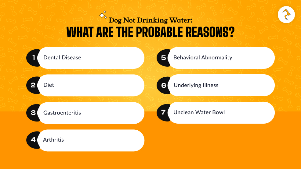 Dog Not Drinking Water_ What Are The Probable Reasons_