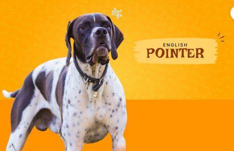 English Pointer