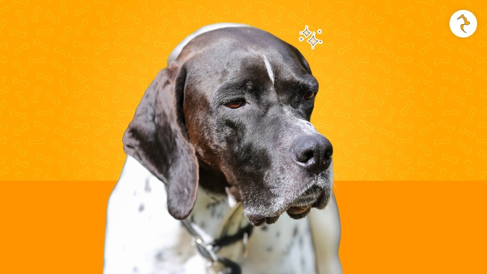 English Pointer History Origin