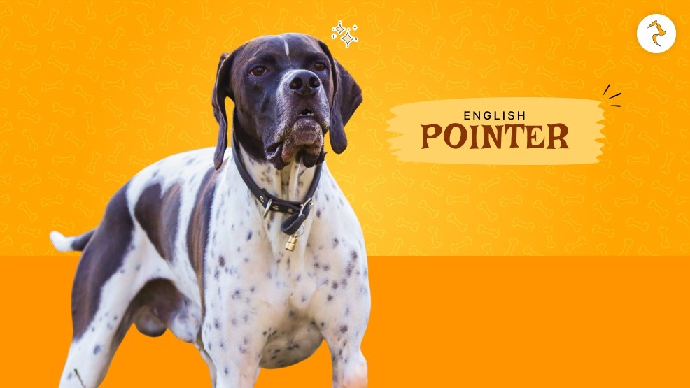 English Pointer