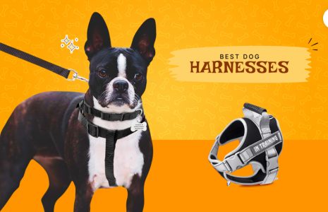 dog harnesses