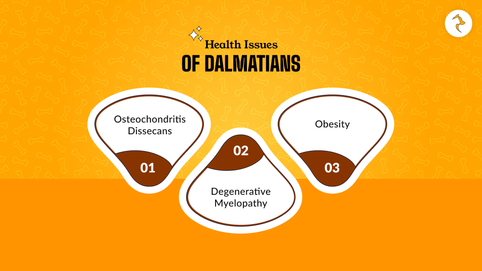 Health Issues Of Dalmatians