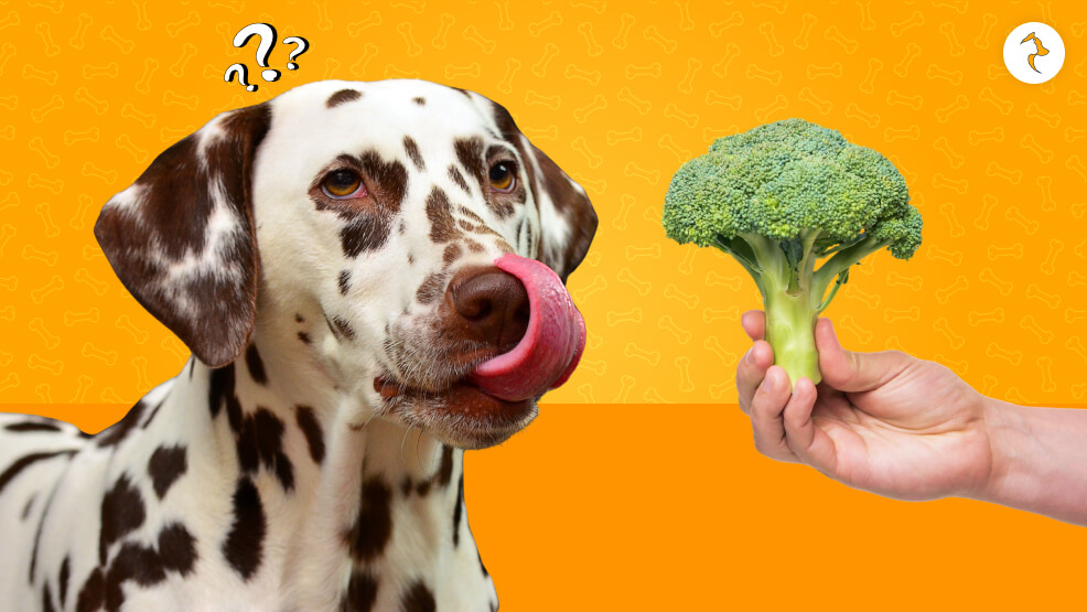 How Much Broccoli Should You Give Them_