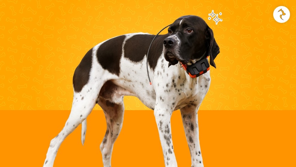 How Much Do They Cost