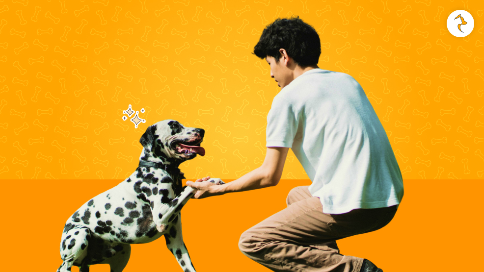 How To Get Them Proper Exercise_