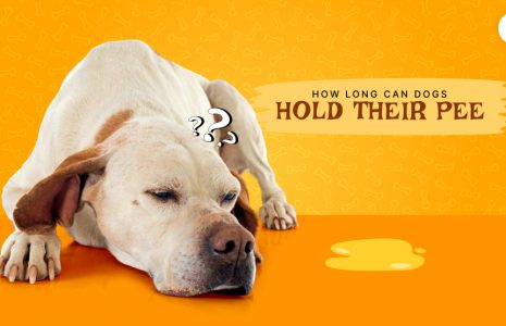 How long can dogs hold their pee