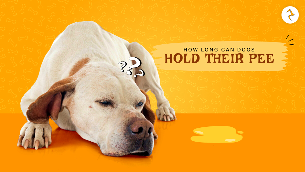 How long can dogs hold their pee