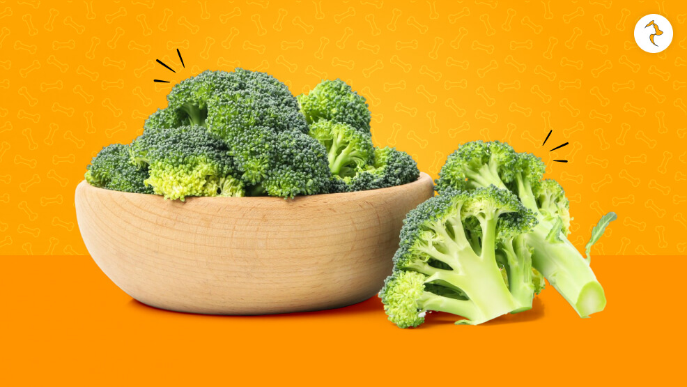 Is Broccoli Good For Dogs_