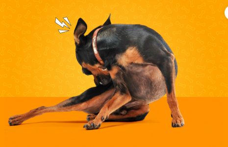 My Dog Is Constantly Scratching And Biting Himself