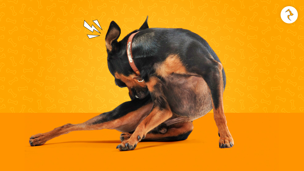 My Dog Is Constantly Scratching And Biting Himself
