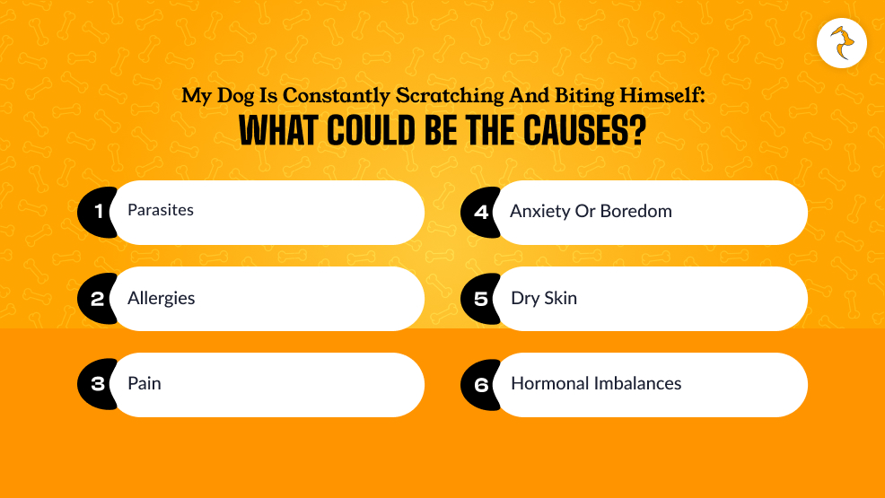My Dog Is Constantly Scratching And Biting Himself_ What Could Be The Causes