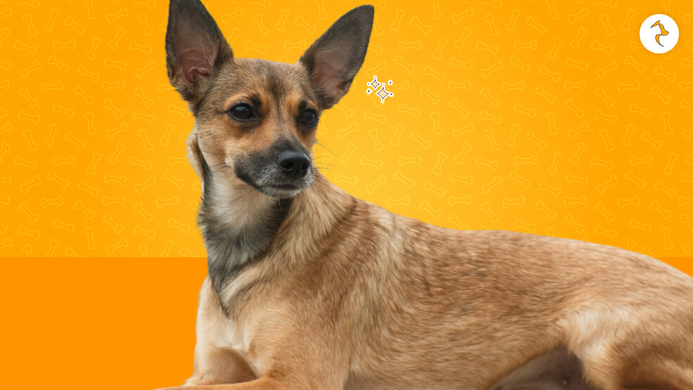 Peruvian Inca Orchid