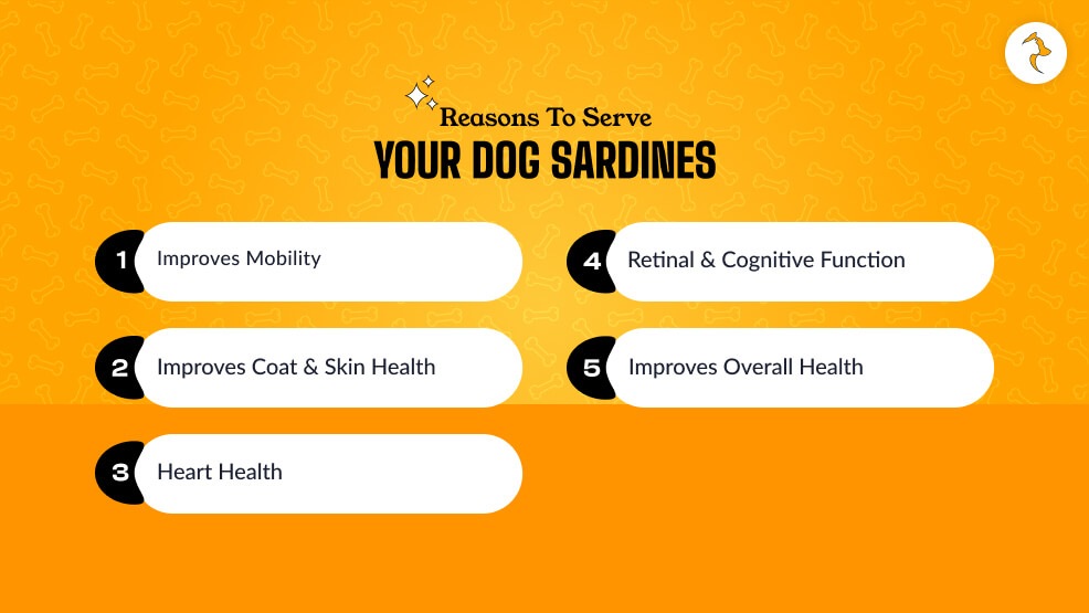Reasons To Serve Your Dog Sardines