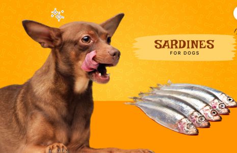 Sardines For Dogs