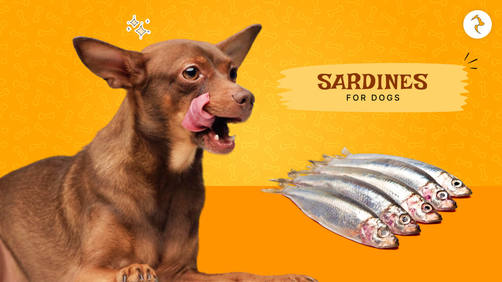 Sardines For Dogs