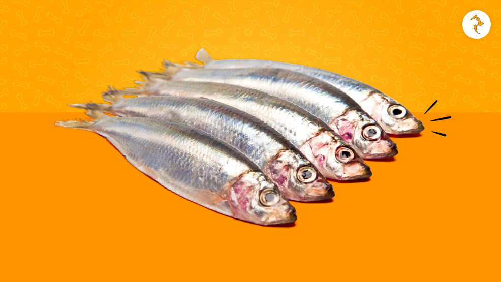 Sardines For Dogs_ Is It Safe