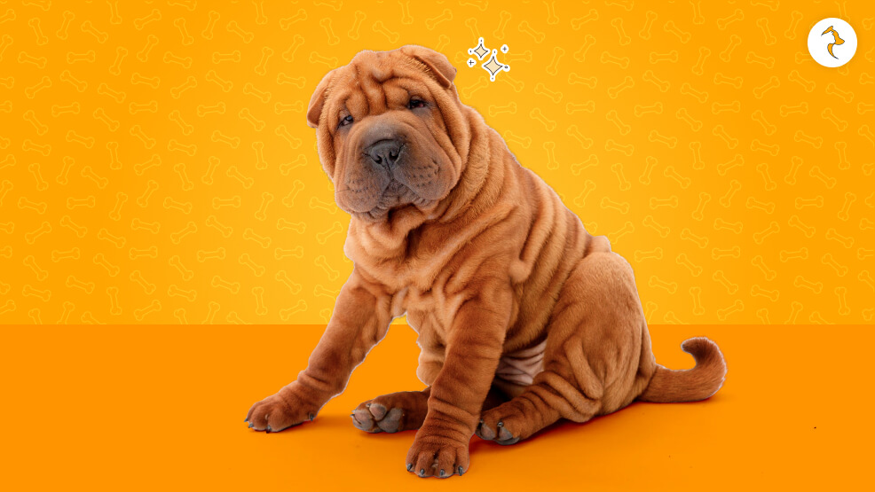 Shar-Pei