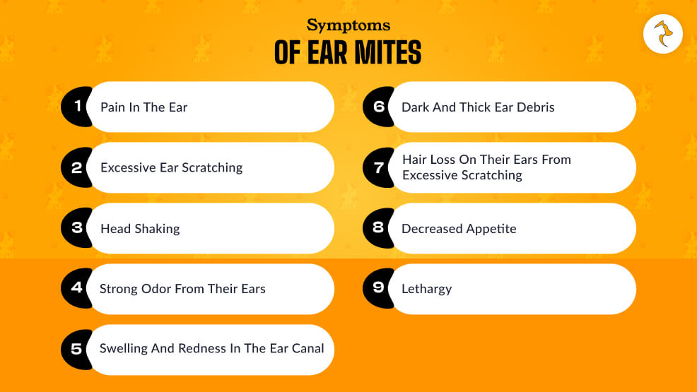 Symptoms Of Ear Mites