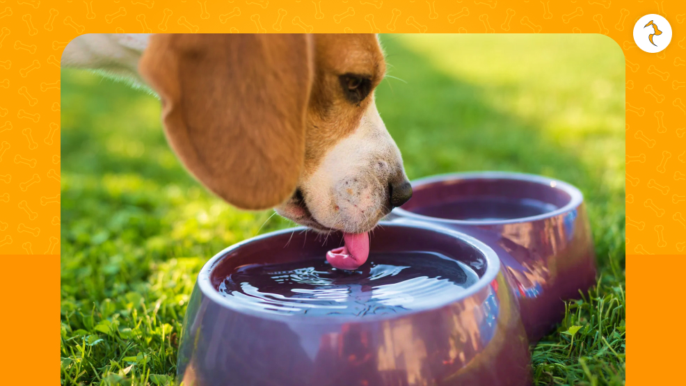 Understanding Water Consumption In Dogs
