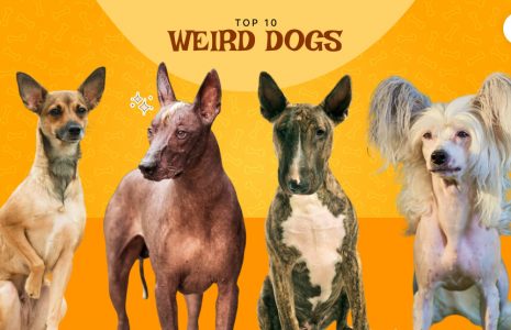 Weird Dogs