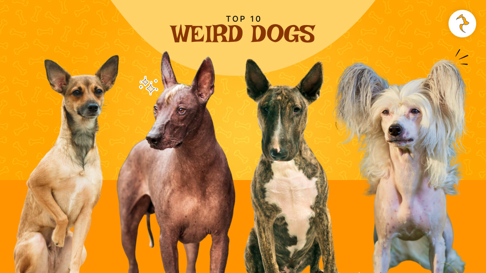 Weird Dogs