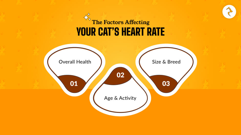 What Are The Factors Affecting Your Cat’s Heart Rate