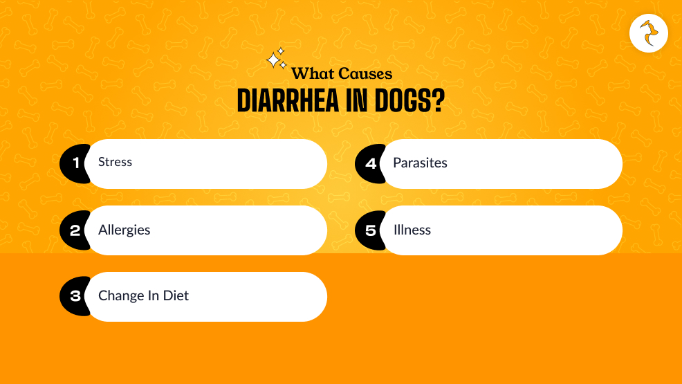 What Causes Diarrhea In Dogs_