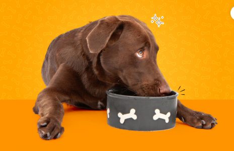 What Home Remedy Can I Give My Dog For Diarrhea