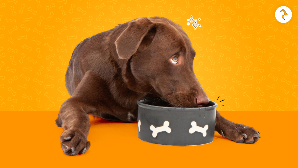 What Home Remedy Can I Give My Dog For Diarrhea