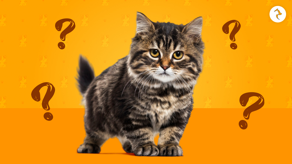 What-Is-Whisker-Fatigue