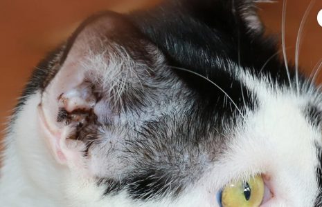 What Kills Ear Mites In Cats Instantly