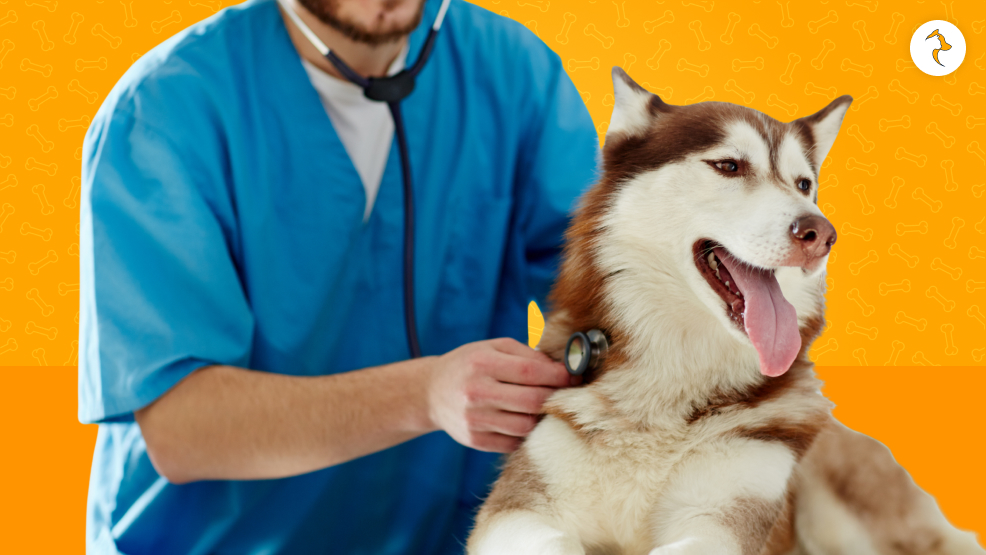 When Should You Consult A Veterinarian_