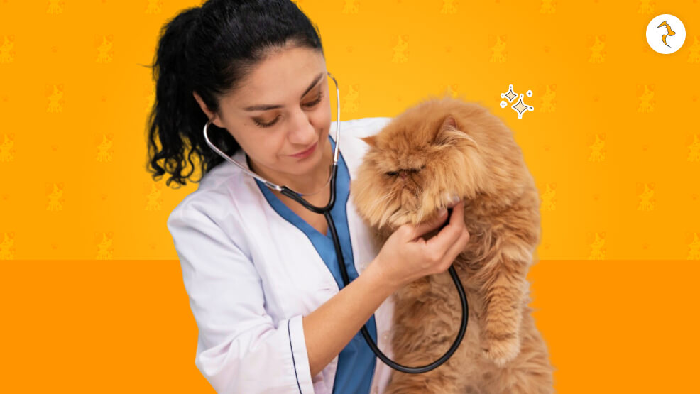 When Should You Take Them To A Vet