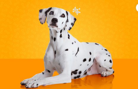 Why Are Dalmatians Not Popular
