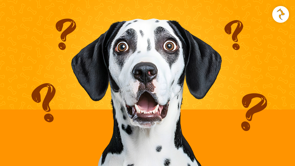 Why Are Dalmatians Not Popular_