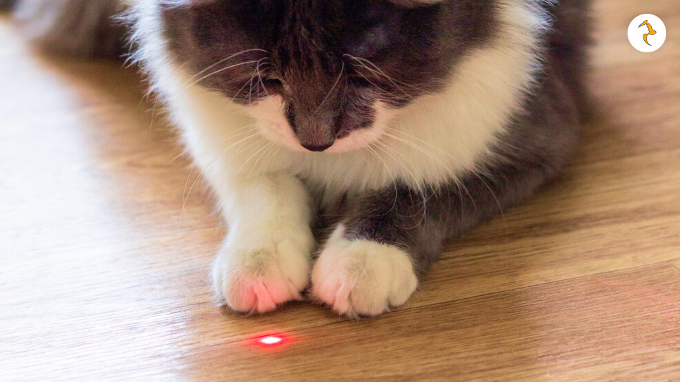 Why Do Cats Love Lasers