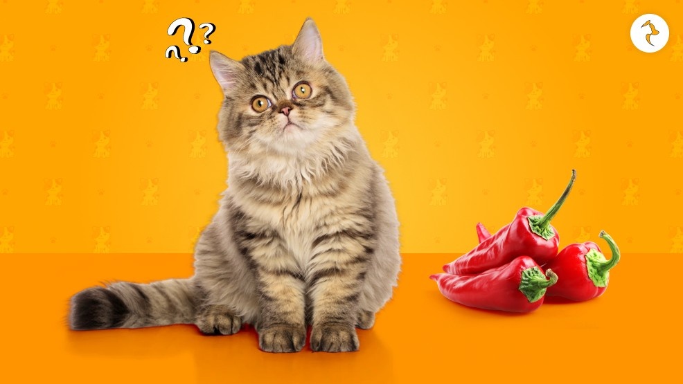 Why Do Some Cats Love Spicy Food