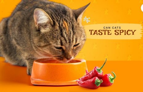 can cats taste spicy