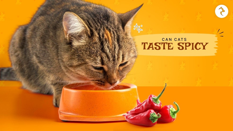 can cats taste spicy