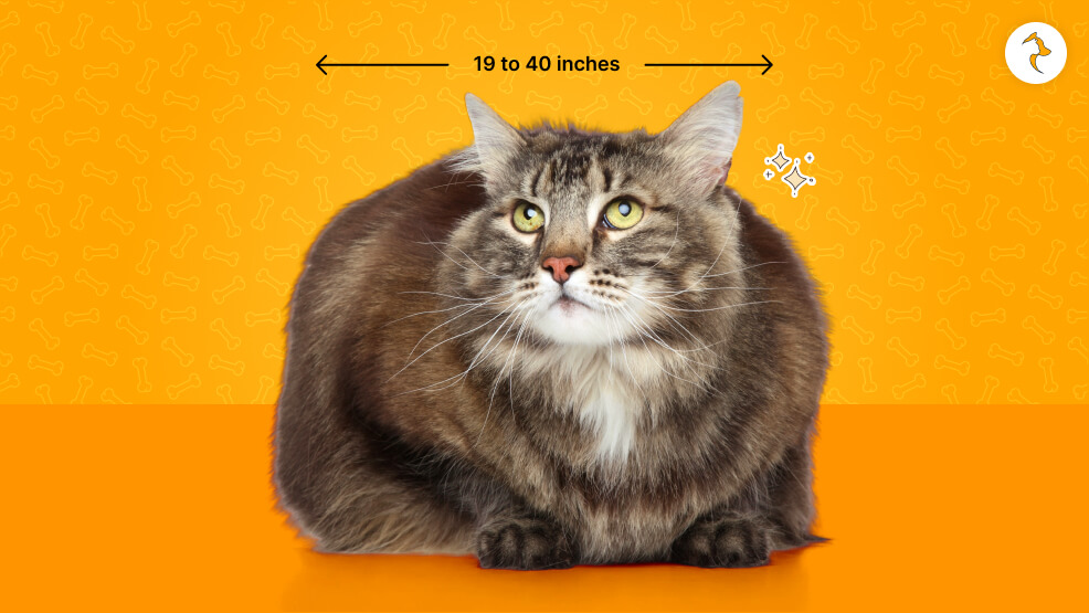 Average Size Of A Maine Coon