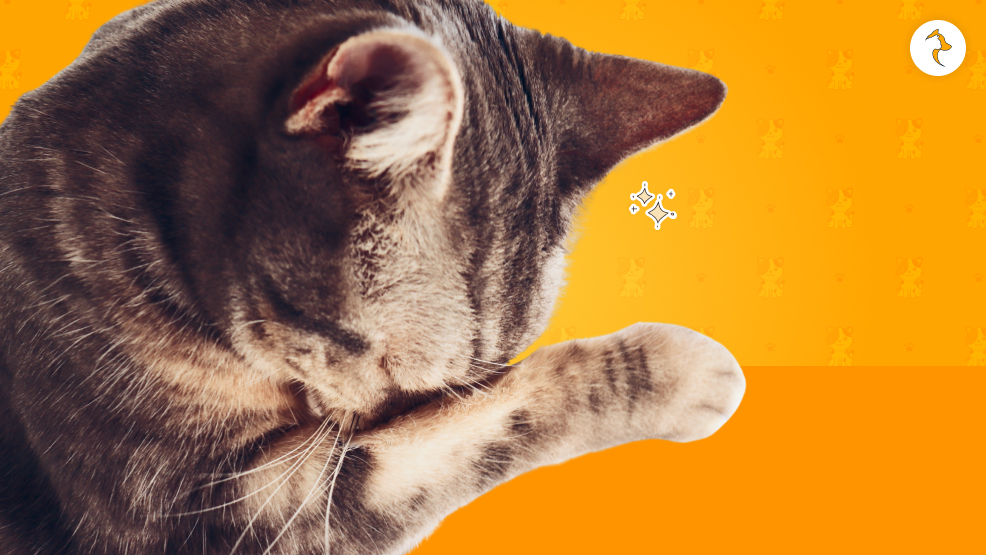 Behavioral Support If Your Cat Seems Sad