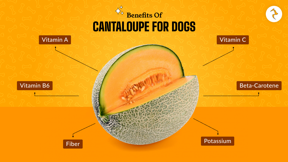 Benefits Of Cantaloupe For Dogs