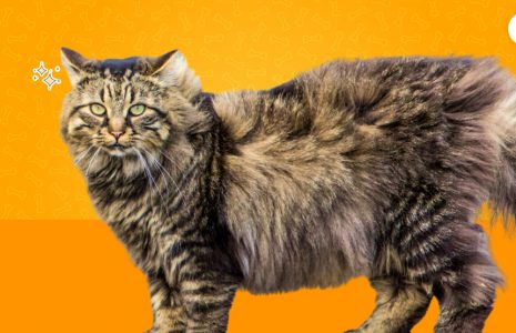 Biggest Maine Coon Cat