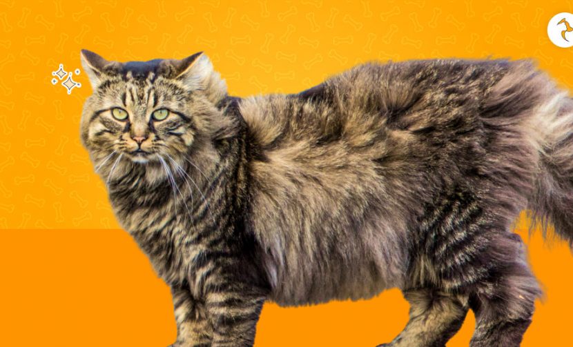 Biggest Maine Coon Cat