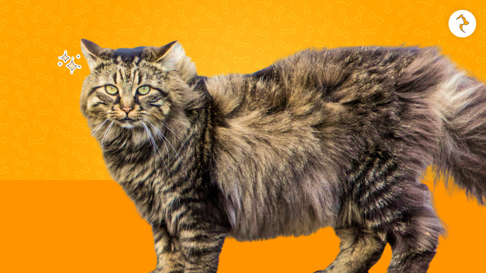 Biggest Maine Coon Cat